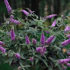 Butterfly bush purple