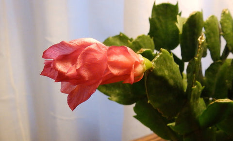 Thanksgiving cactus