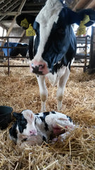 Holstein cow and newborn calf in a clean calving pen