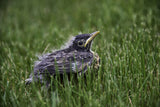 Fledgling Robin chick