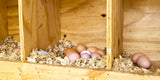 Nest box in coop with chicken eggs in it