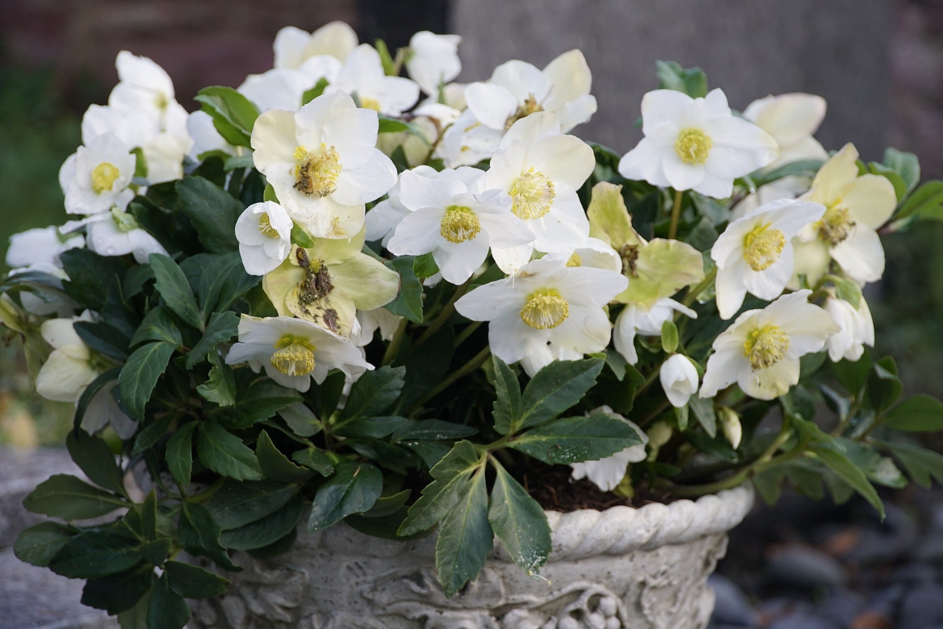 White Hellebore flowering in a planter