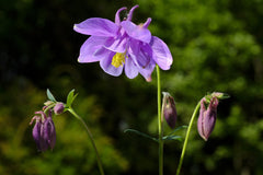 Columbine