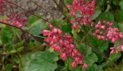 coral bell flowers