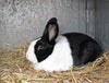 Dutch Rabbit Black