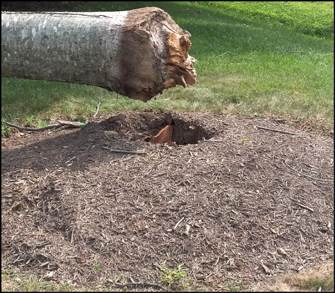 Dead tree rotted from too much mulch