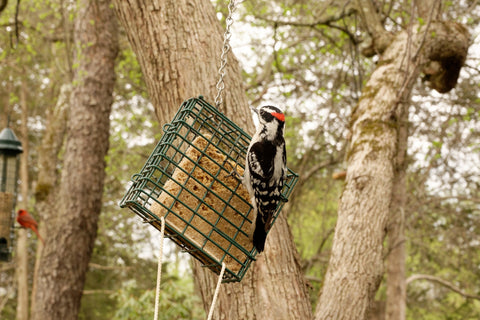 Downy Woodpecker