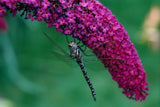 dragon fly on hot pink butterfly bush
