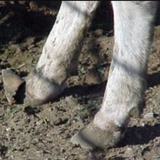 Fescue Foot in cattle
