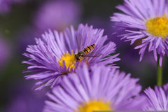 Purple aster