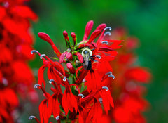 Red Lobelia with bee