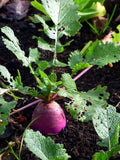 Root Crop turnip in soil