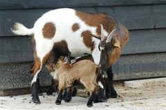 Goat kid nursing from mom