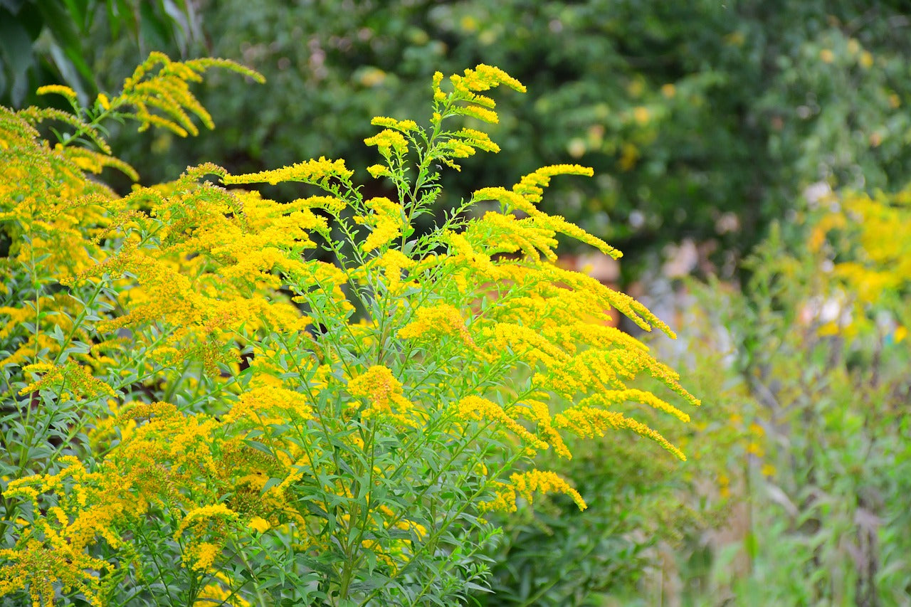 Goldenrod flowers in a field