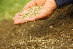 seeding grass