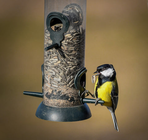 Bird at feeder