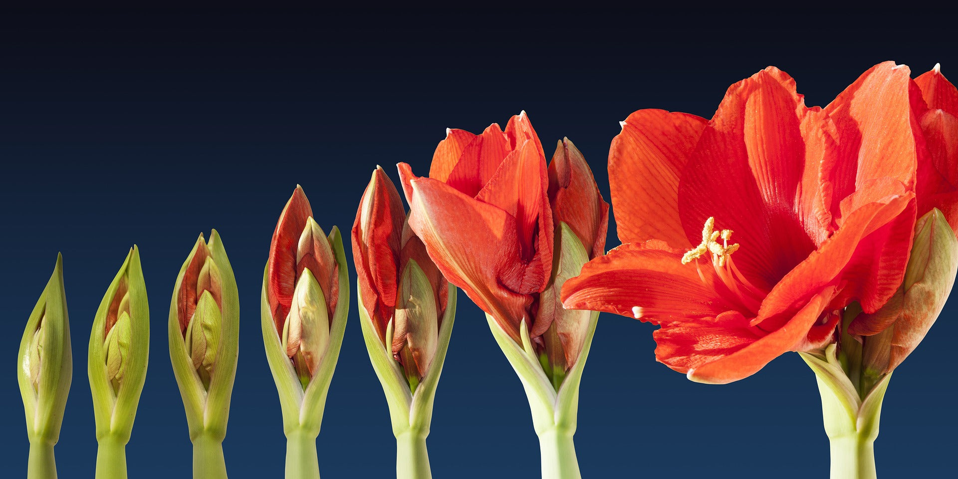 Amaryllis bud to bloom