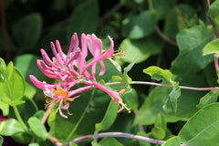 Lonicera sempervirens - coral honeysuckle