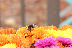 Bald Faced ornet on flowers