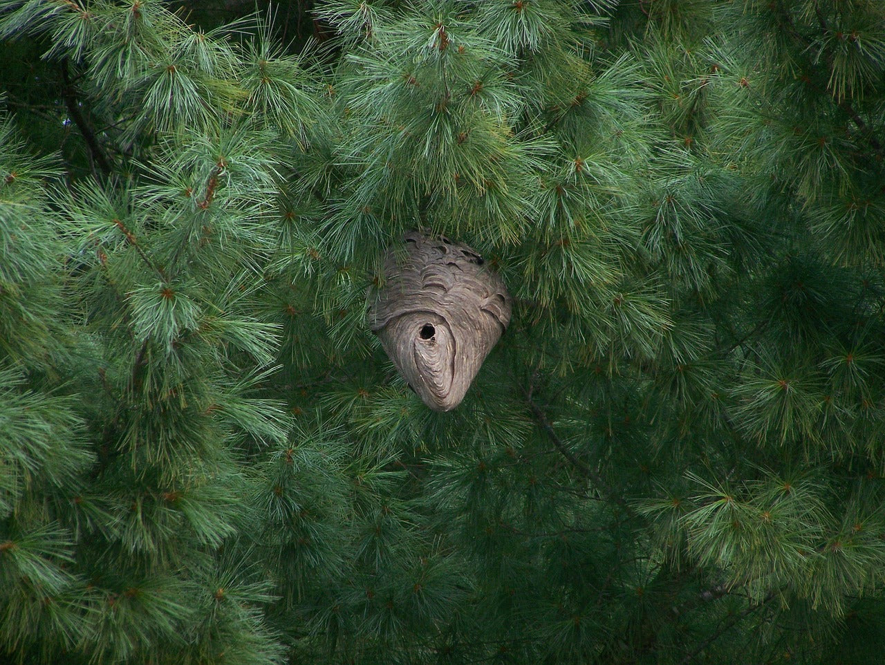 Hornet Nest in an evergreen tree