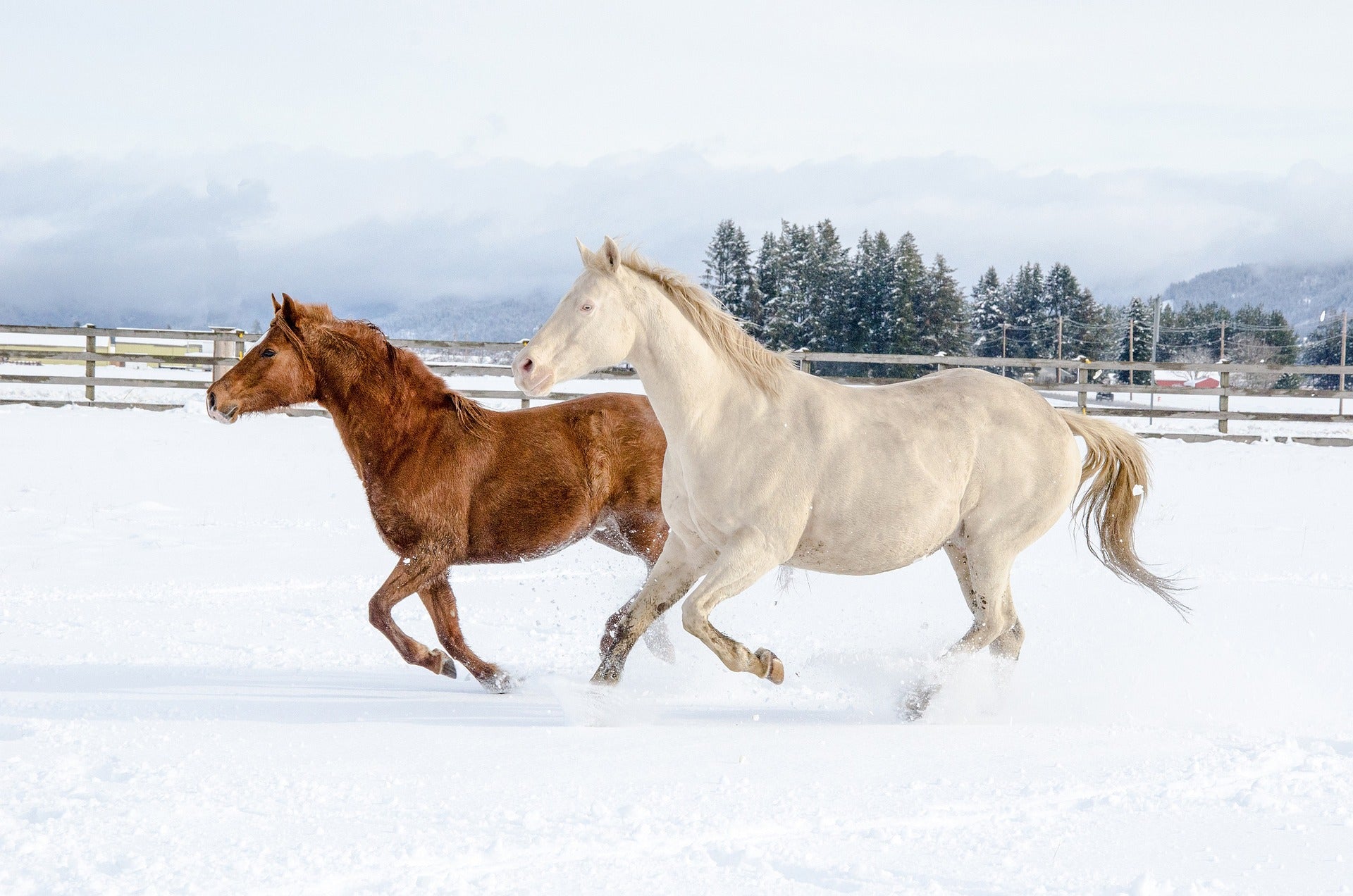 A grey and chestnut horse running in a pasture covered with snow