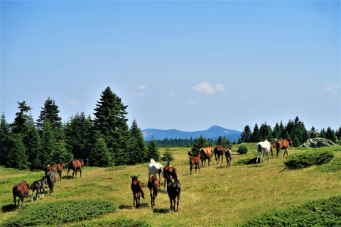 grazing horses