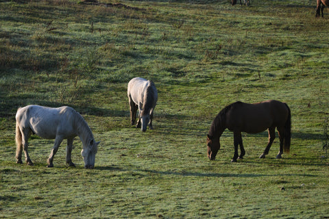 grazing horses on frosty grass