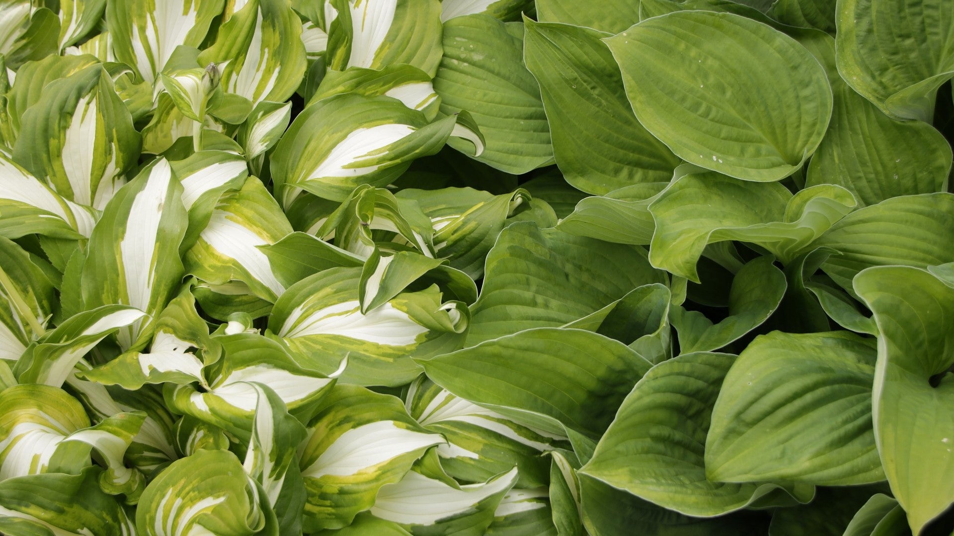 hosta