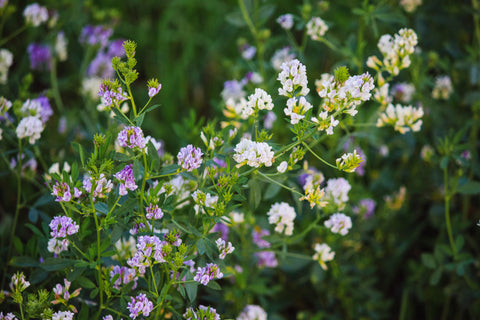 Cover crop vetch and clover