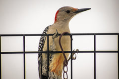 Red Bellied Woodpecker on a suet cage