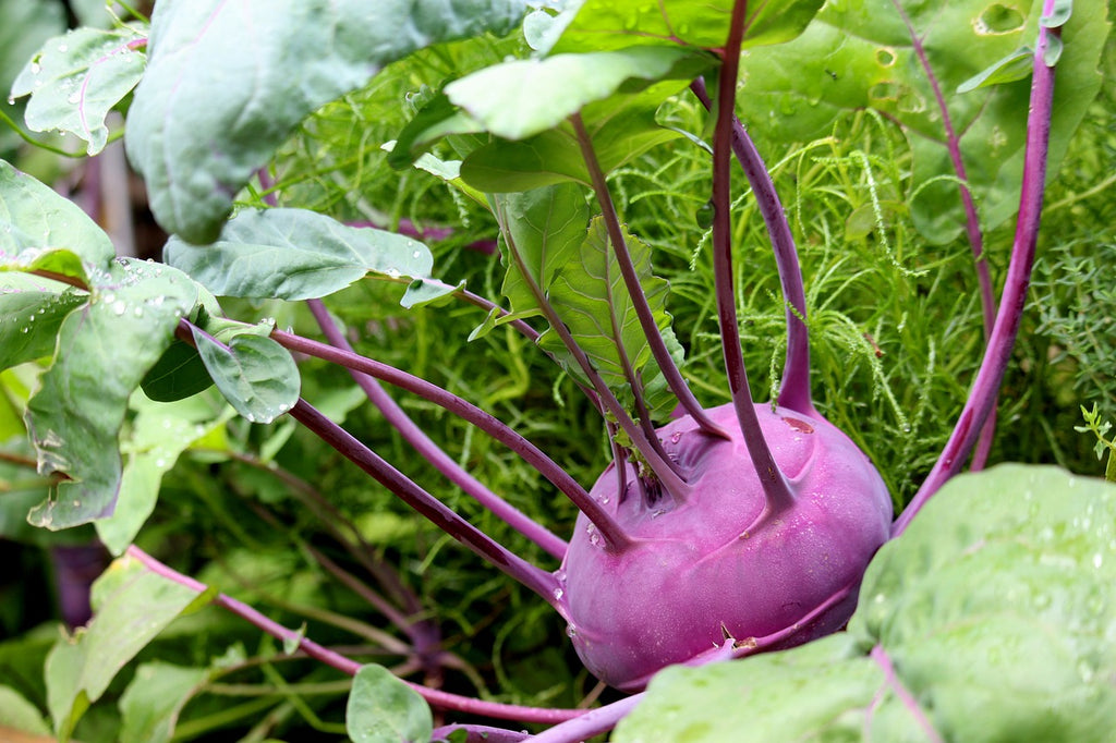 Turnip growing in garden