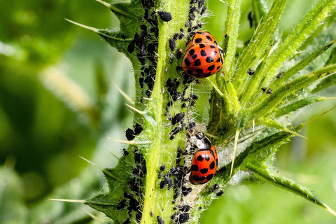 Ladybugs feeding on pests
