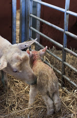 Newborn lamb in a pen