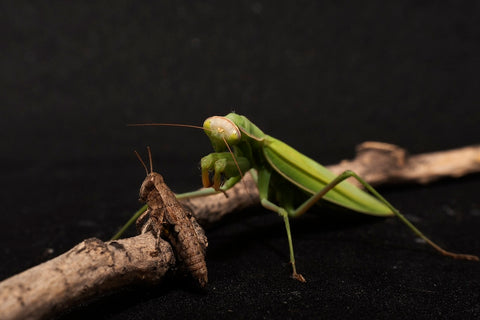 Preying Mantis and Grasshoppers