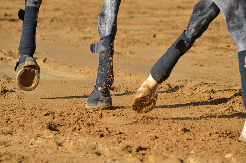 Horse legs trotting in a sand ring