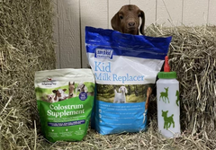 Newborn goat with supplies