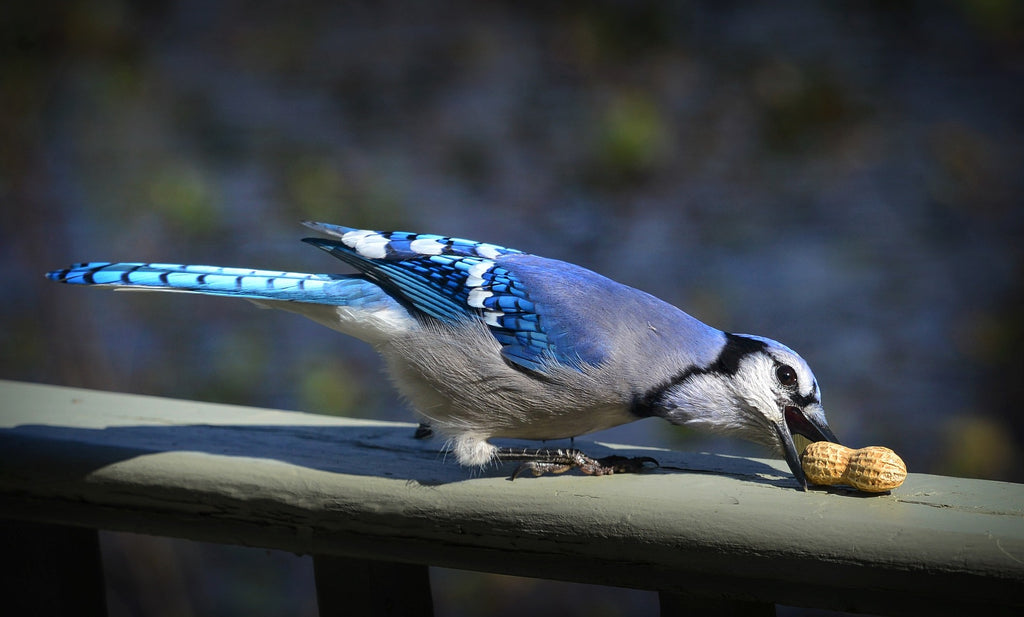 Blue Jay taking a Peanut