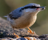 Nuthatch seed cache
