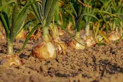Onions row