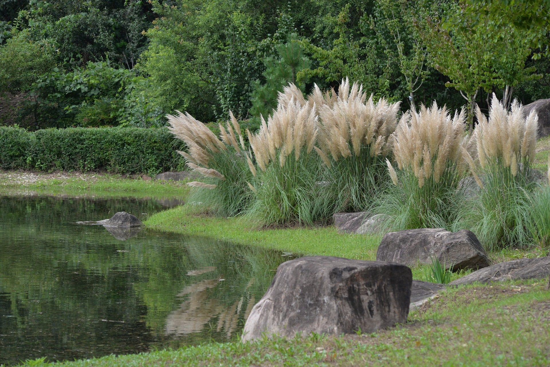 Ornamental pampass grass near a pond