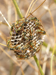 Paper Wasps on their nest