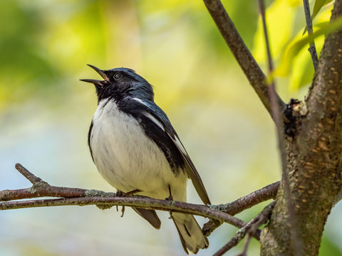 Black-Throated Blue Warbler