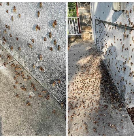 Periodic cicada on wall