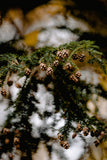 evergreen pine cones