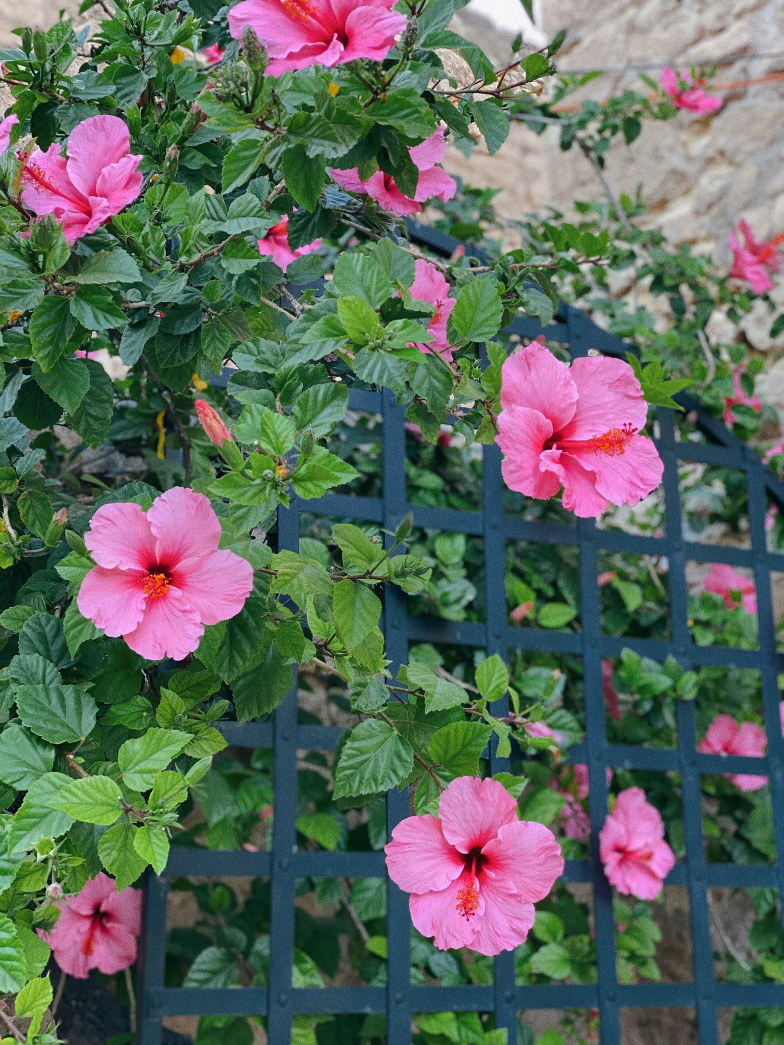 Pink Hardy Hibiscus shrub 