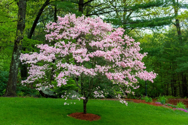 Pink dogwood tree