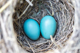 Robin nest with 2 blue eggs