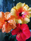 Hibiscus flowers of multiple colors