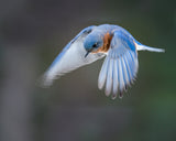 blue bird in flight