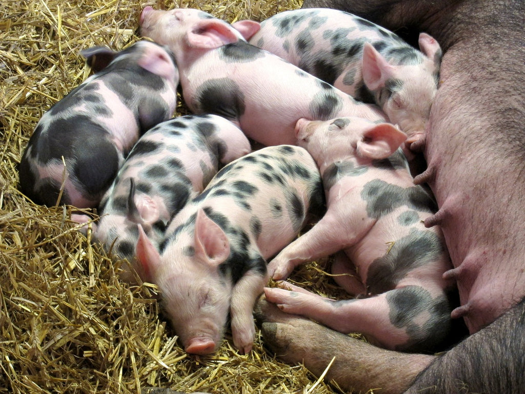 Litter of spotted piglets laying in straw